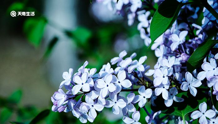 丁香花是什么颜色的 丁香花有几种颜色