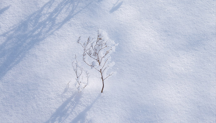 雪是怎么形成的 为什么会下雪