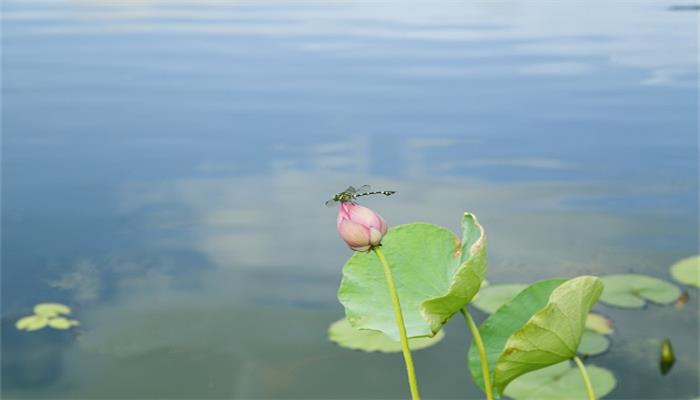 蜻蜓吃什么 蜻蜓怎么养