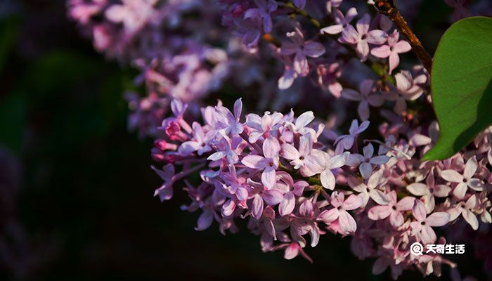 丁香花是什么颜色的 丁香花有几种颜色