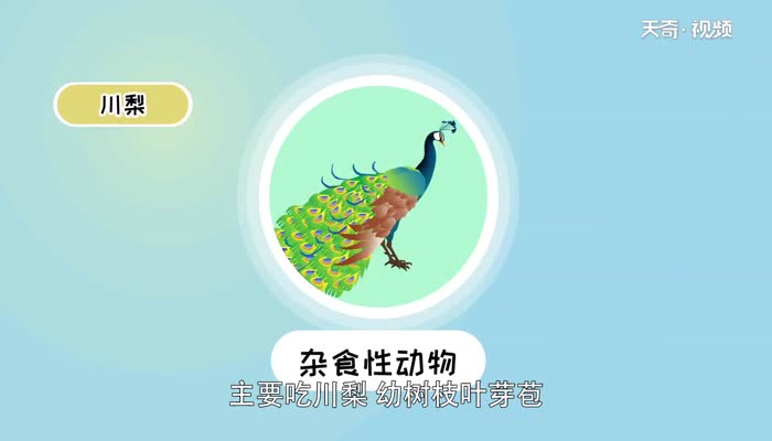 孔雀会飞吗  孔雀能飞吗