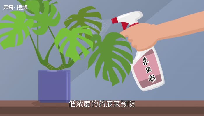 龟背竹的养殖方法和注意事项 龟背竹怎么养