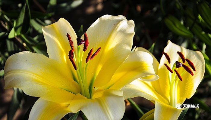 百合花代表什么意思 百合花代表的意思