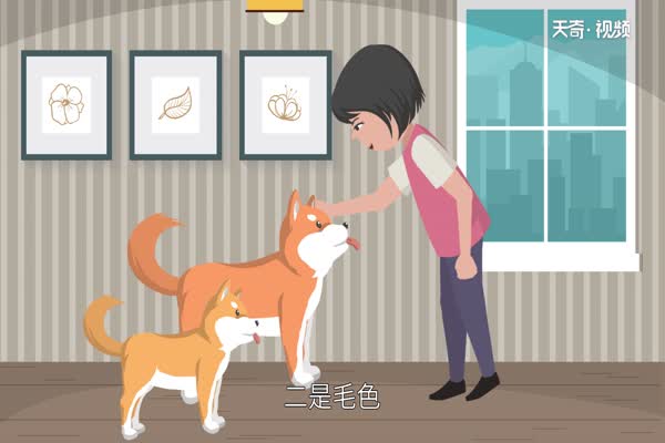 柴犬和秋田犬的区别  柴犬和秋田犬有什么不同