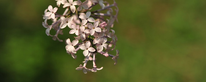 丁香花是什么颜色的 丁香花有几种颜色