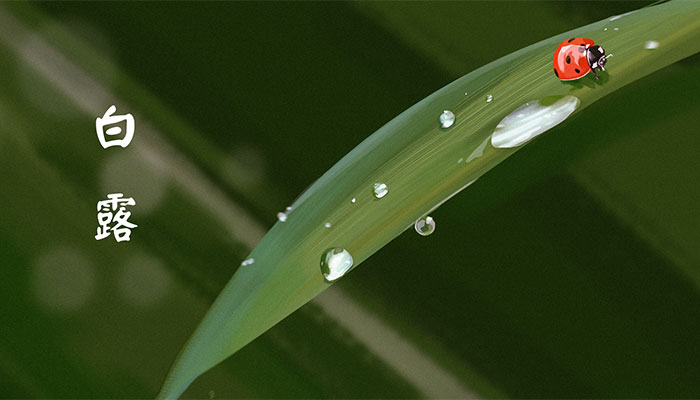 白露是二十四节气中的第几个节气 白露是在哪个季节