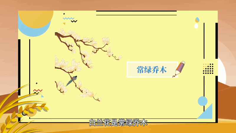 白兰花花语 白兰花花语是什么