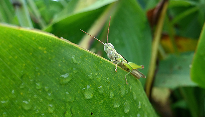 蝗虫能吃吗 蝗虫能不能吃