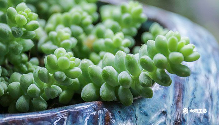 多肉植物品种 多肉植物有哪些品种