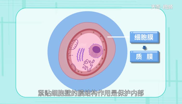 细胞膜的功能 细胞膜的主要功能是什么