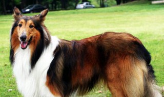 苏格兰牧羊犬吃什么 苏格兰牧羊犬吃什么食物