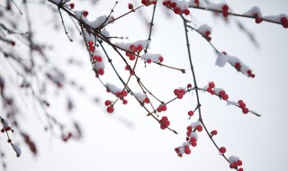 下雪最伤感的句子（下雪最伤感的句子图片）