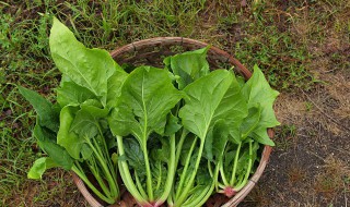 菠菜和豆腐为什么不能一起吃 豆腐为什么不能与菠菜一起吃