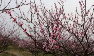 桃花怎么养 桃花怎么养才开得好