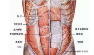 腹直肌分离怎么练