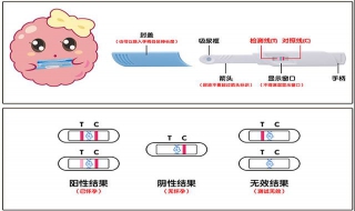 验孕棒怎么看 验孕棒怎么看结果图片