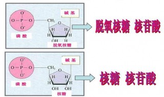 脱氧核糖核苷酸是什么 脱氧核糖核苷酸是什么原料