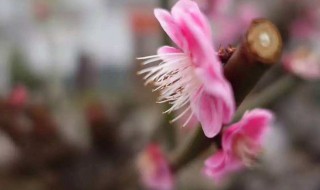 花朝节是农历哪一天 花朝节是阳历哪一天