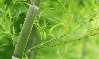 家中竹子开花了怎么办 家里的竹子开花怎么办