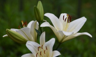 西伯利亚百合花语是什么 西伯利亚香水百合花语