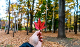 秋风送祝福健康常相伴 秋风送祝福健康常相伴转发好运不断