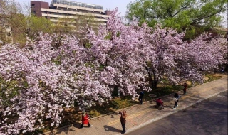 天津大学的海棠花季怎么玩（天津大学海棠花几月开）