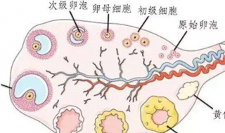 排卵期在什么时候 女性一般排卵期在什么时候