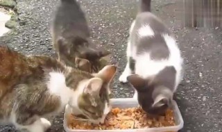 流浪猫吃什么食物 流浪猫吃什么食物比较好