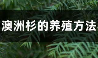 澳洲杉的养殖方法和注意事项 澳洲杉的养殖方法