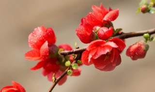 红瘦指的是哪种花 绿肥红瘦中的红瘦指的是哪种花