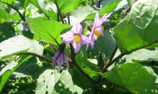 茄子开花后怎样管理 茄子开花了怎样打叉