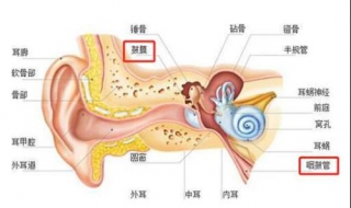 坐飞机耳朵疼怎么办（坐飞机耳朵疼怎么回事）