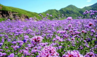 繁花似锦是什么意思（繁花似锦是什么意思一）