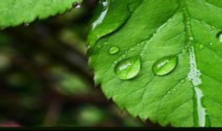 甘霖的意思 雨露甘霖的意思