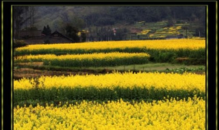 油菜花是什么意思 饭圈油菜花是什么意思