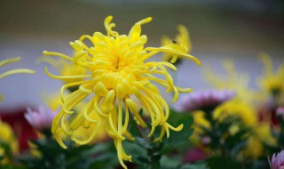 菊花种植方法和时间（观赏菊花种植方法和时间）