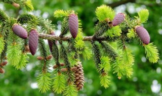 植物是怎么传播种子的 哪些植物是怎么传播种子的