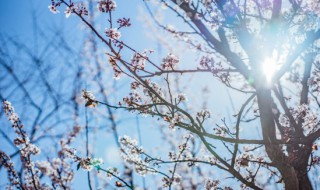 梅花的象征意义是什么 梅花的象征意义是什么小作文100字