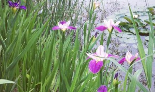 菖蒲花有什么传说故事（菖蒲花是什么）