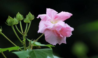 芙蓉花什么时候开 芙蓉花什么时候开的