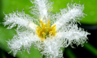 白蓟花花语是什么 白蓟花的花语