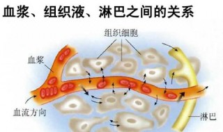 组织液来自于哪里（组织液来自什么）