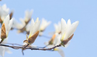 刚买的玉兰花怎么养护 新买的玉兰花该怎么养护