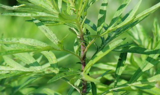 蒌蒿是什么植物蒌蒿蒌蒿 蒌蒿是啥植物