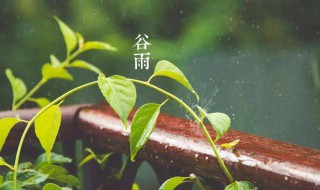 谷雨是什么季节 谷雨是什么季节的