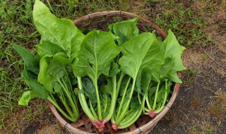 菠菜筒子怎么做（菠菜筒子怎么做才好吃）