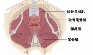 骨盆修复的功效与作用（骨盆修复的功效与作用是什么）