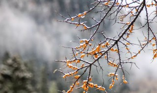 何尽已无擎雨盖菊残犹有傲霜枝的犹是什么意思 菊残犹有傲霜枝原文介绍