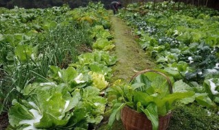 菜园土地太硬怎么办 菜园改良土壤最好的方法