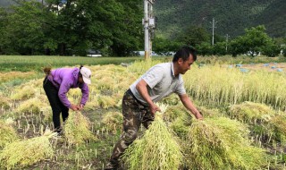 油菜一般几月收割（油菜几月份收）